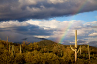 Saguaro and Rainbow (No. 40)