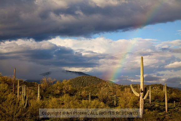 Saguaro and Rainbow (No. 40)