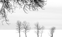 WInter Trees 2 at Beachside Park (No. 473)