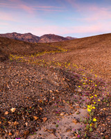 Death Valley Superbloom (No. 4610)
