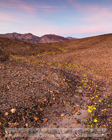 Death Valley Superbloom (No. 4610)