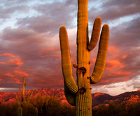 Sunset, Oro Valley