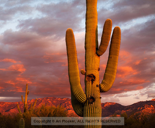 Sunset, Oro Valley