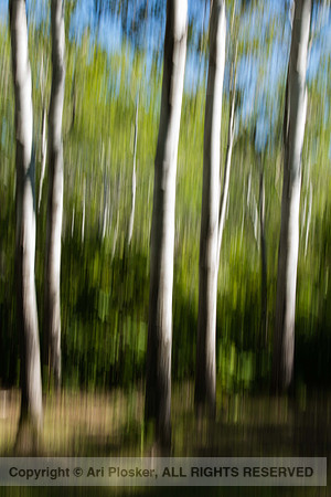 Poplars, Winnipeg Beach (No. 6229)