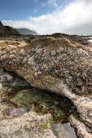 Oregon Tidepool (No. 4564)