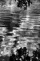 Leaf Reflection