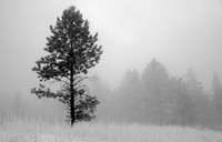 Lone Tree