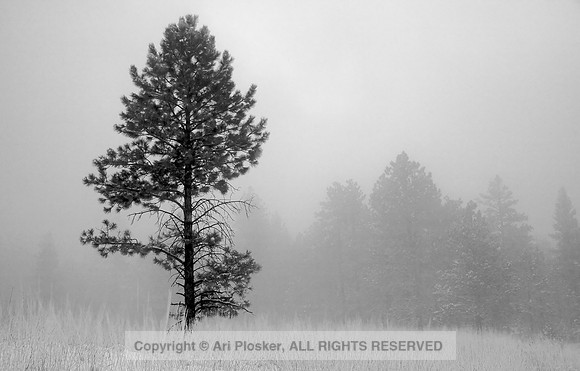 Lone Tree