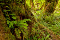 Olympic National Park
