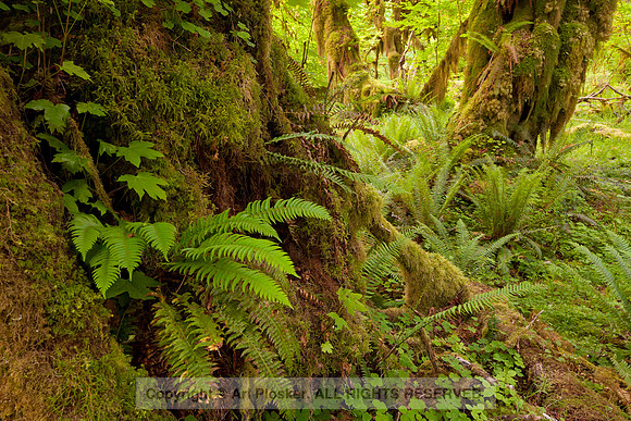 Hoh Rain Forest (No. 19)