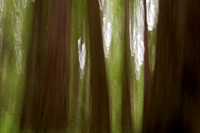 Redwood Painting