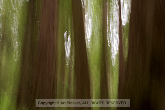 Redwood Painting