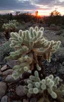 Teddy Bear Cholla 2