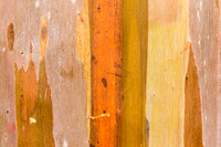 Mindanao Gum abstract (No. 4829)