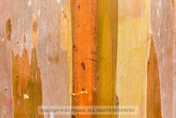 Mindanao Gum abstract (No. 4829)