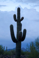 Blue Saguaro