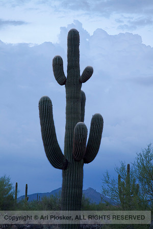 Blue Saguaro