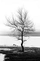 Lone Tree at Beachside Park (No. 420)