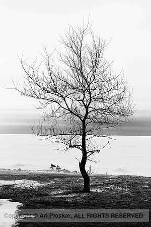 Lone Tree at Beachside Park (No. 420)