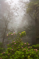 Rhododendron and Fog