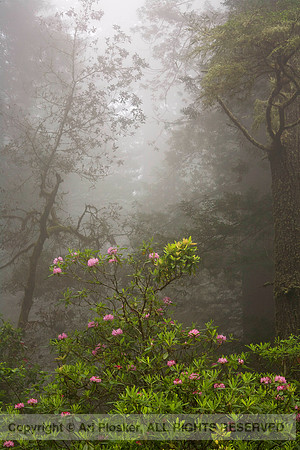 Rhododendron and Fog