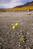 Death Valley Superbloom (No. 7753)