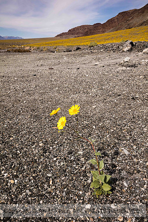 Death Valley Superbloom (No. 7753)