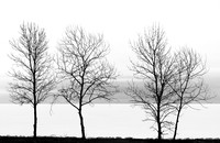 WInter Trees 1 at Beachside Park (No. 437)