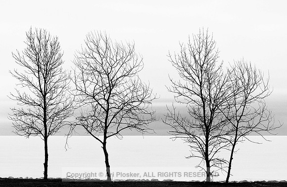 WInter Trees 1 at Beachside Park (No. 437)