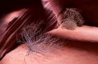 Double Tumbleweed In Antelope Canyon (No. 127)