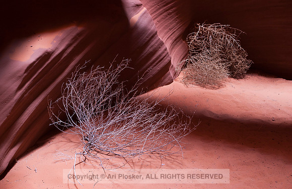 Double Tumbleweed In Antelope Canyon (No. 127)