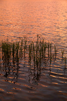 Pink Water and Grass (No. 759)