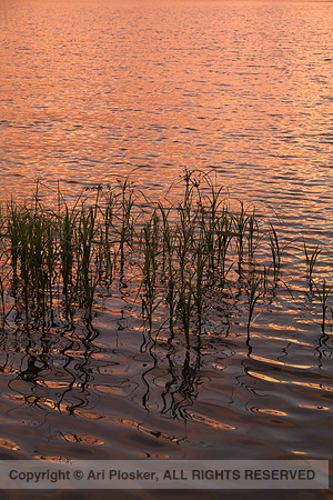 Pink Water and Grass (No. 759)
