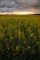 Storm Over Canola Field In Bloom (No. 1111)