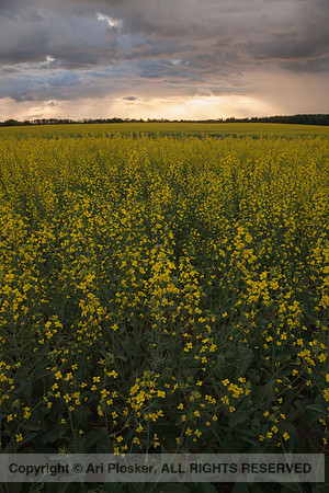 Storm Over Canola Field In Bloom (No. 1111)
