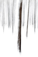 Ponderosa Pine Painting, Near Flagstaff AZ (No. 6496)