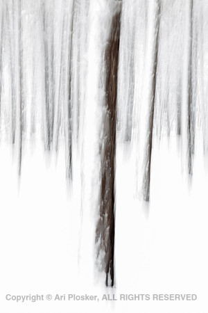 Ponderosa Pine Painting, Near Flagstaff AZ (No. 6496)