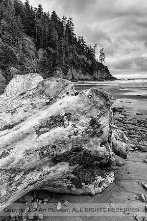 Log at Short Sand Beach
