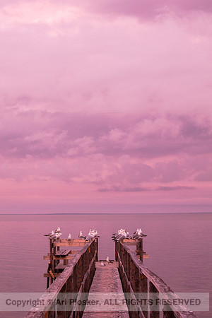 Poplar Pier in Pink (No. 4476)
