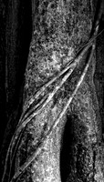 Papa's Tree