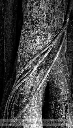 Papa's Tree