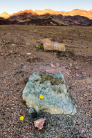 Death Valley Superbloom (No. 6176)