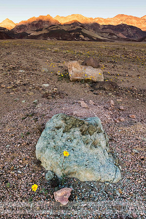 Death Valley Superbloom (No. 6176)