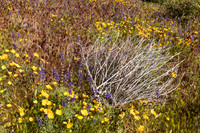 Tumbleweed at Bartlett Lake (No. 9989)
