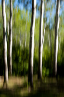 Poplars, Winnipeg Beach (No. 6229)