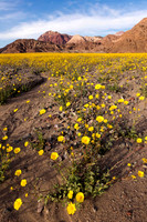 Death Valley Superbloom (No. 8303)
