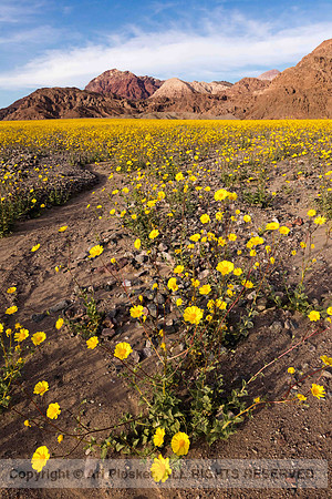 Death Valley Superbloom (No. 8303)