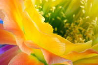 Echinopsis Hybrid Apricot Glow (No. 48)