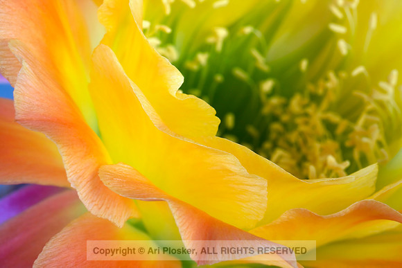 Echinopsis Hybrid Apricot Glow (No. 48)