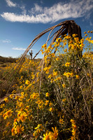 Mcdowell Sonoran Preserve (No. 292)